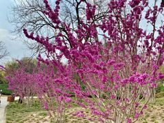 -元大都城垣遗址公园