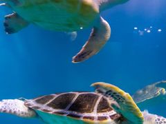 -青岛海底世界-水族馆
