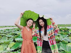 -白洋淀景区