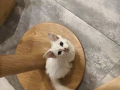 -楼上猫咖(罗湖店)