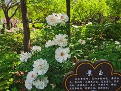 -洛阳市隋唐城遗址植物园
