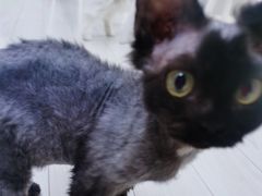 -喵的天空名猫咖啡馆·撸猫·猫舍·用品