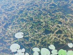 -芒洲湿地公园