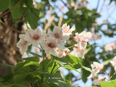 -妙应寺白塔