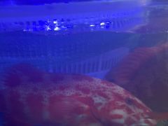 -77号渔船·蒸海鲜青岛菜(积米崖店)