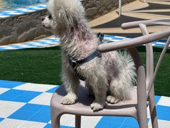 -爪吧宠物乐园 (温榆河示范区店)