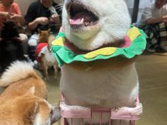 -逗柴咖啡屋·狗咖猫咖宠物桌游