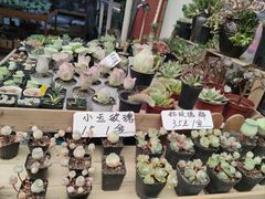 -双季花艺园艺市场(浦东店)