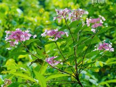 -西岭雪山大飞水景区