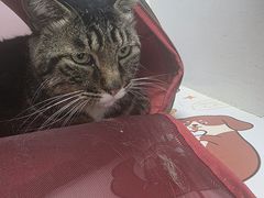-纳吉亚猫专科动物诊疗中心(蒋宅口分院)