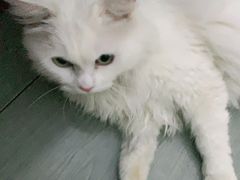 -美联众合动物医院(·中兽医·疑难杂症·严家桥分院)