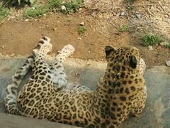 -大连森林动物园