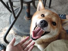 -柴犬高等学院·狗咖·柴犬售卖·宠物训练