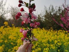 -武汉紫薇都市田园