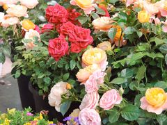 -双季花艺园艺市场(浦东店)