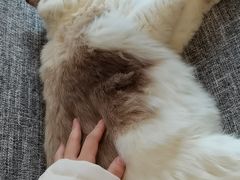 -南京Hallo宠物乐园·哈罗犬舍·柴犬繁育基地