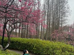 -青枫公园