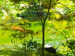 -西芳寺(苔寺)