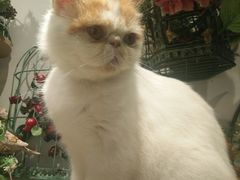 -共舞时光猫咖·狗咖(新街口店)