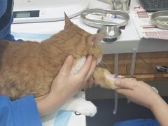 -佑安动物医院·全科·内窥镜中心(幸福巷店)