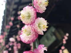 -苏州上方山国家森林公园