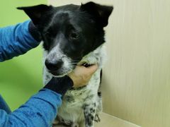 -美联众合动物医院·24h转诊中心