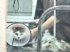 -唐小姐の猫狗洗护·购宠旗舰店(周浦万达店)