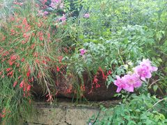 -深圳仙湖植物园
