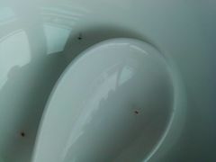 碗-焯宇豆皮涮牛肚