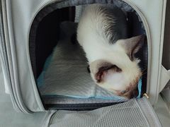 -中农国际动物医院24小时·猫科·骨科·急重症中心