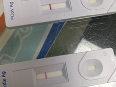 -申普宠物医院·心脏介入·心血管微创(总院)