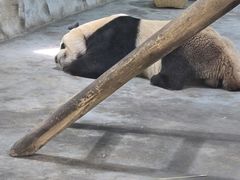 -栾川竹海野生动物园