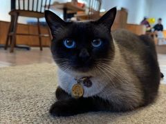 -有猫主题·治愈系猫咖(曾厝垵店)