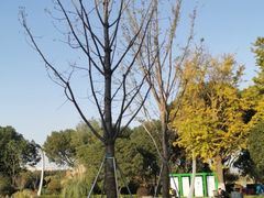 -昆山城市生态森林公园