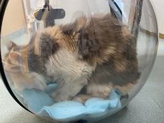 -瑞派·关忠动物医院·猫专科·犬专科(三环新城店)