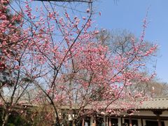 iphone_upload_pic-西安青龙寺遗址景区