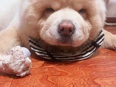 -1013 PET SHOP精品宠物商店(丁香店)