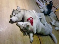 -Husky Go! 哈士奇体验馆·宠物咖啡厅狗咖