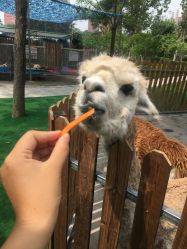 -萌宠亲子动物乐园(槐房万达店)