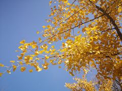 -遵化市禅林寺古银杏风景园
