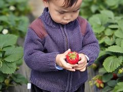 -小鱼草莓采摘园农家乐·小鱼餐厅