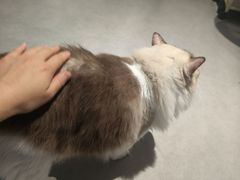 -琪喵猫屋·撸猫猫咖·猫舍