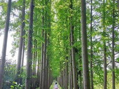 -上海长兴岛郊野公园