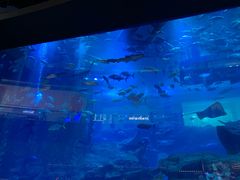 -迪拜水族馆及水下动物园