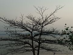 -华侨城湿地公园
