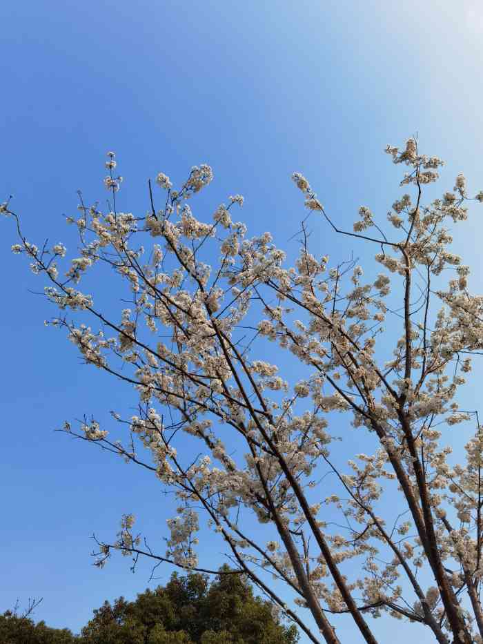 风铃绿地-"一个小花园,有时会路过,就来散散步,休闲."-大众点评移动版