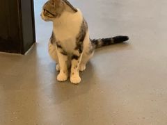 -飞行喵MR PILOT|猫舍·猫咖(静安大融城店)