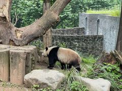 -都江堰中华大熊猫苑