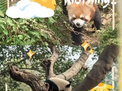 -都江堰中华大熊猫苑