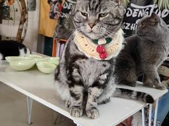 -平行世界·猫咖(首经贸店)